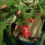 Christmascactus