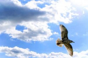 seagull 300x200 Does God Have Wings?