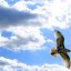 seagull Under His Wings