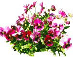cflowers31